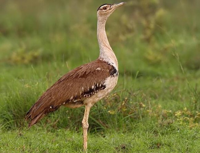 लुप्तप्राय पक्षी गोडावण पक्षियों प्रदूषण endangered birds extinct bird