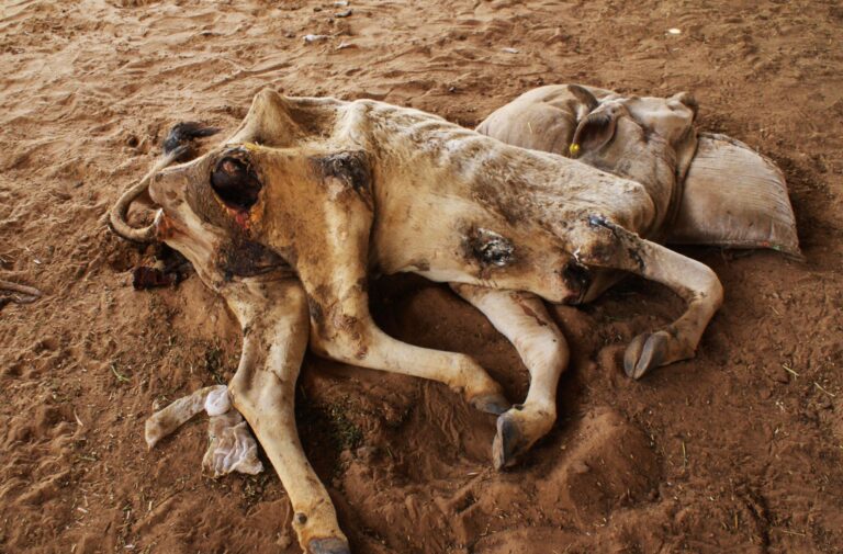 Innocent Getting Killed, But Cow Are Not Safe Even At State-run Gaushalas