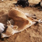 cow