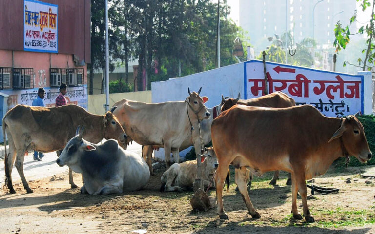 Cow urine fails to impress Bengali Bhadralok