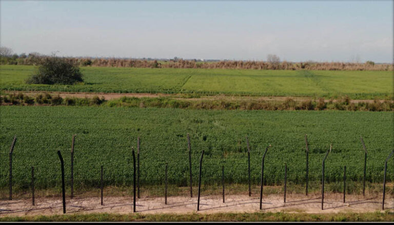 Lessons from Baba Bulle Shah’s kalaam, crow and dog at India-Pakistan borders