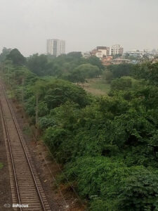 forest-man-kolkata-trees-Mantu-Hait