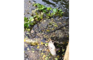 Kolkata green zone rabindra sarovar chhath puja pollution ecology environment