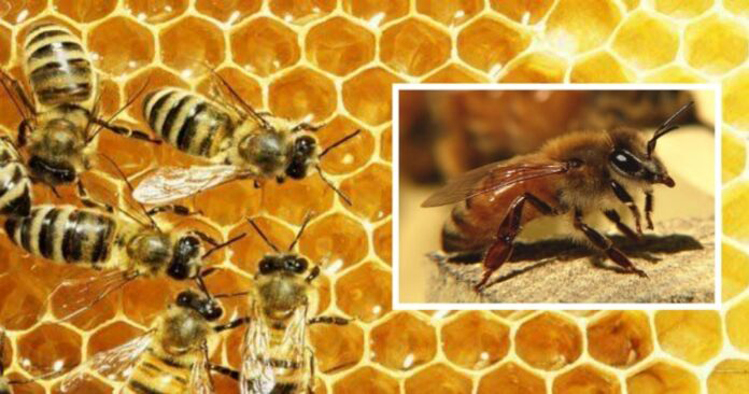 मधुमक्खियों के डंक मारने से मौत giridih गिरिडीह झारखंड jharkhand bee sting