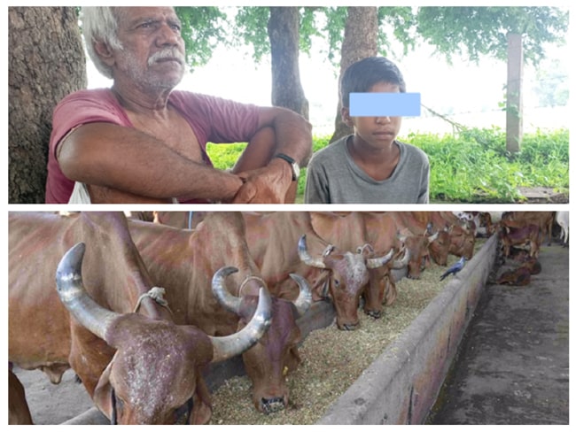 fodder crisis in madhya pradesh cow milk