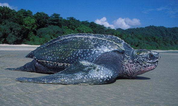 giant leatherback turtle turtles environmental pollution