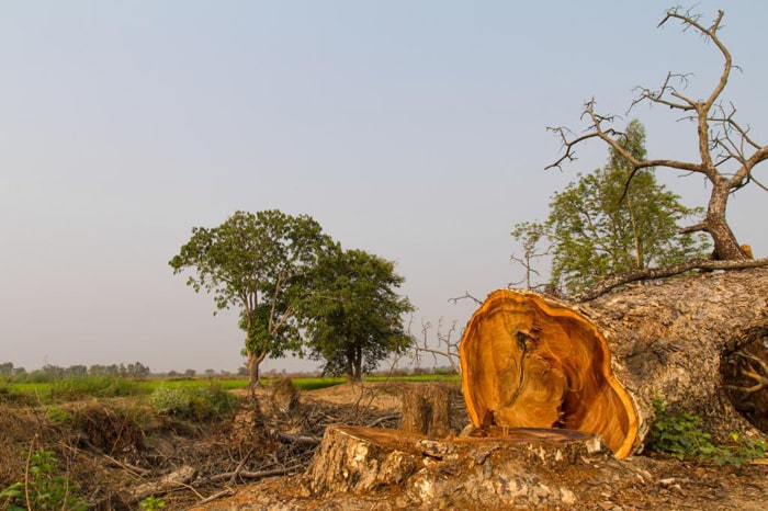 save Hasdeo forest Jungle Tribal Women Chhattisgarh Surguja