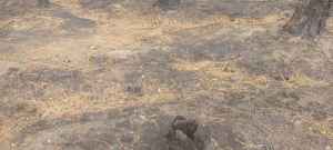 uttarakhand environmental crisis forest fire