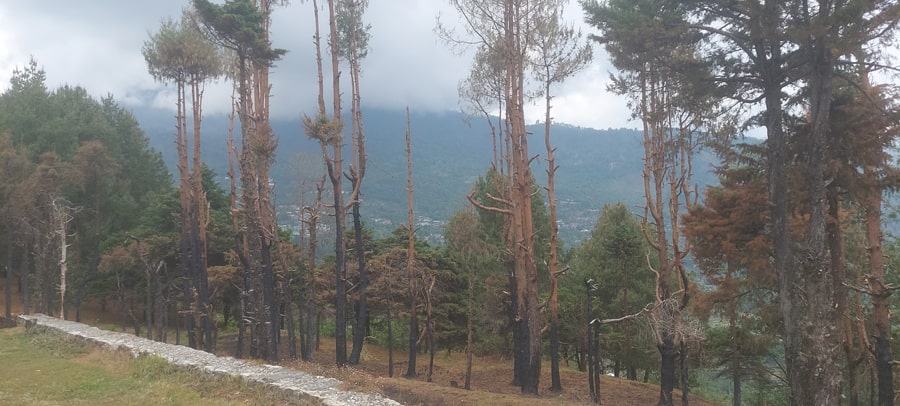 Uttarakhand’s Fiery Struggle: Forests, Fires and Fragile Ecosystems