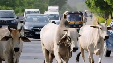 madhya pradesh cow protection mp bovine year