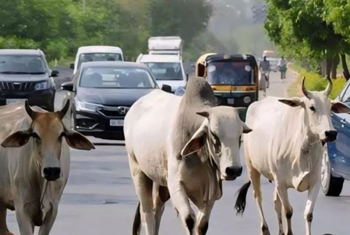 madhya pradesh cow protection mp bovine year