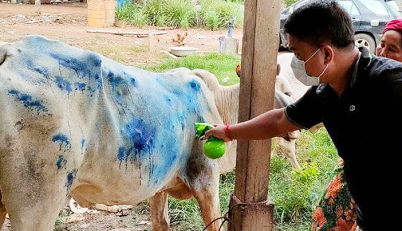 Lumpy Skin disease in India: Outbreak risk, symptoms & prevention